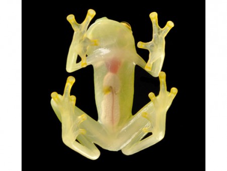 Apesar de não ser nova para os cientistas, a perereca-de-vidro é considerada uma espécie em vias de extinção, e também foi encontrada na bacia do rio Nangaritza, no Equador (Foto: Luis A. Coloma/CI)