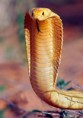 /album/cobras/a3418-f97740211445091ef9a6f6eb72694e71-2-jpg/